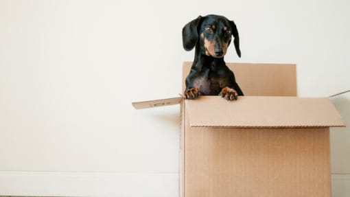 dog in packing box